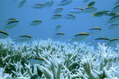 Corals are seen at the Great Barrier Reef in this January 2002 handout photo.