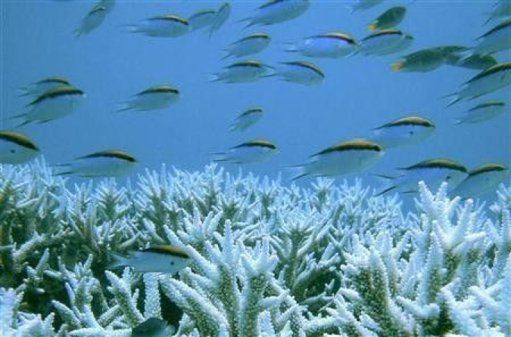 Corals are seen at the Great Barrier Reef in this January 2002 handout photo.