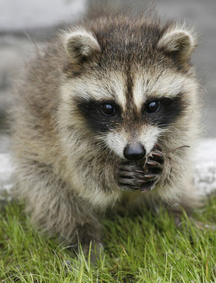 Raccoon