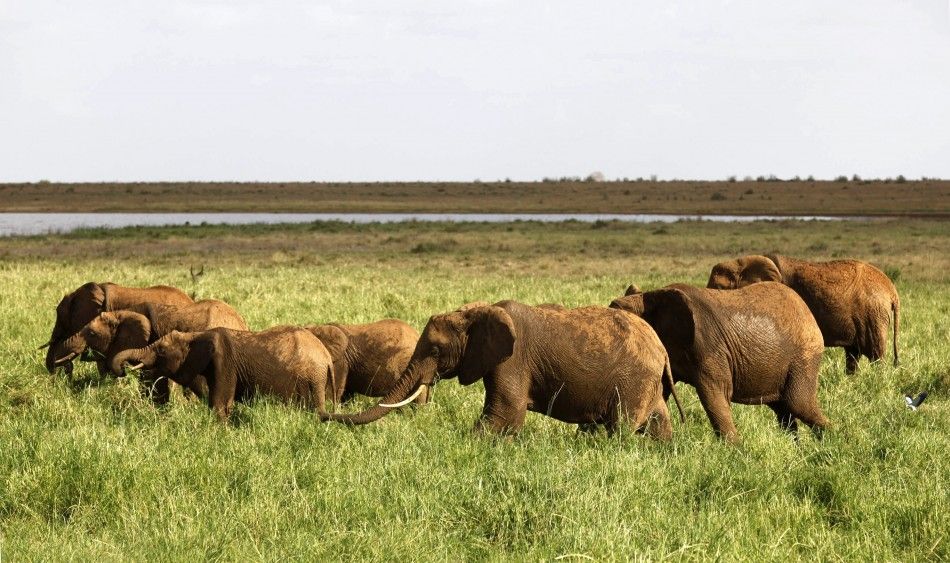 Oldest Elephant Herd Footprints Discovered in Arabian Desert