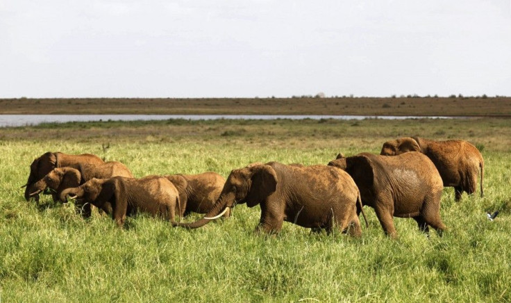 A herd of elephants is seen near Aruba dam at the Tsavo East National Park