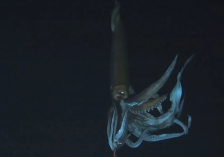 Giant Squid Video