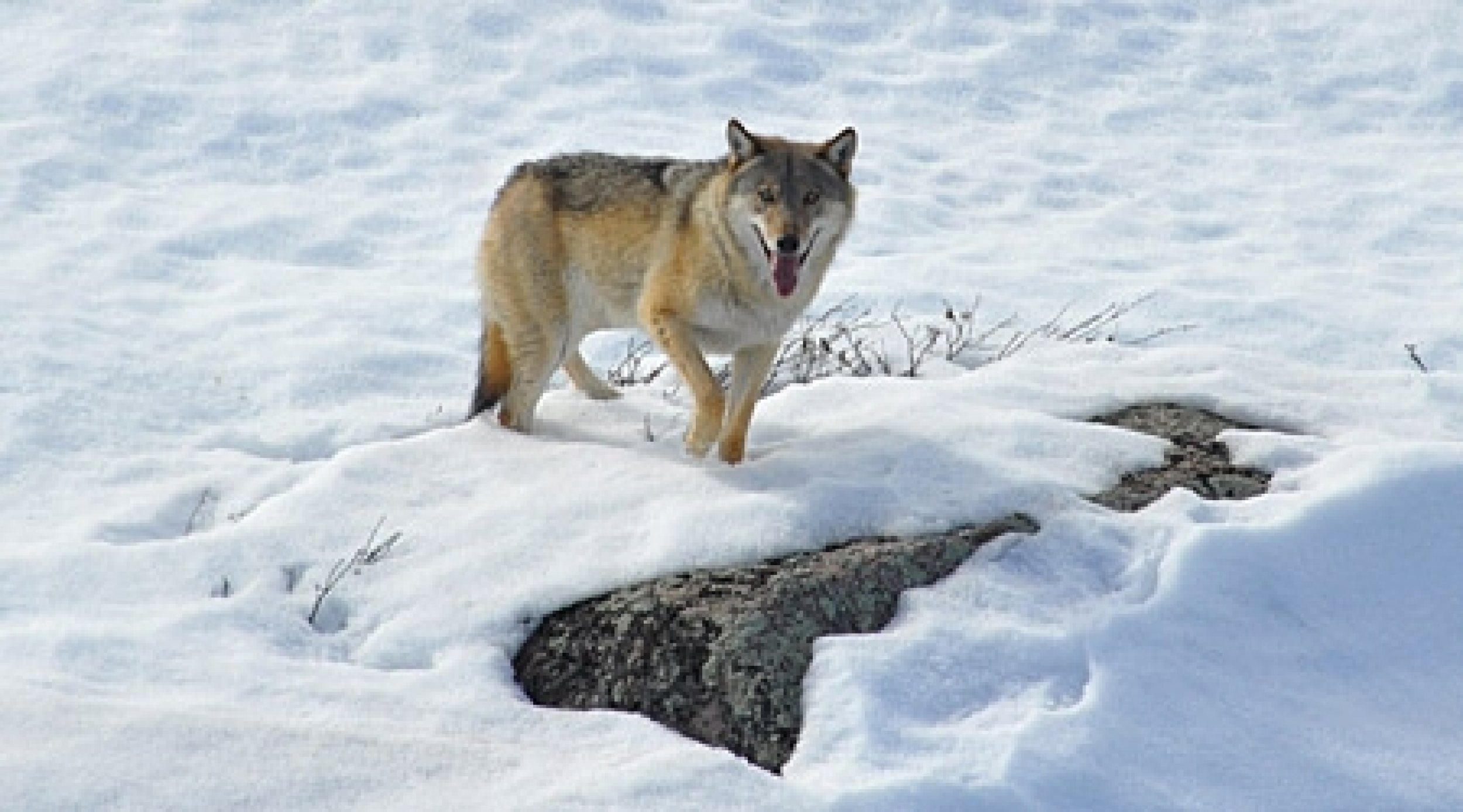 Wolves Might Have Become Dogs Through Hi-Carb Diets