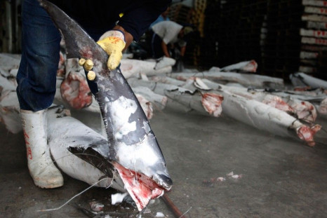Japanese Fishing Vessel Fined $125000 for Violation of Shark Fishing Law
