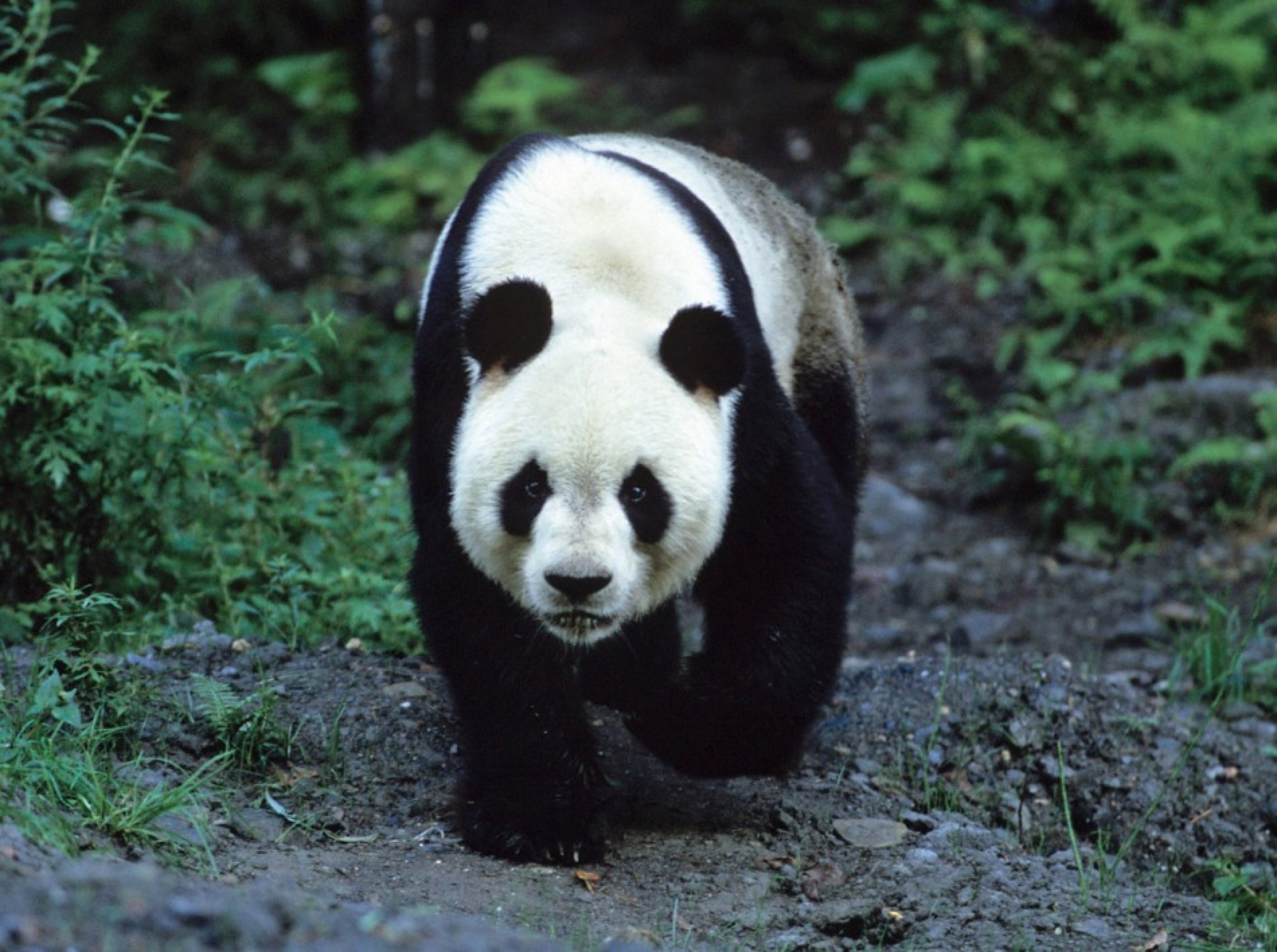 9pandas. Ailuropoda melanoleuca. Панда сбоку. Giant Pandas. Кольчатая Панда.