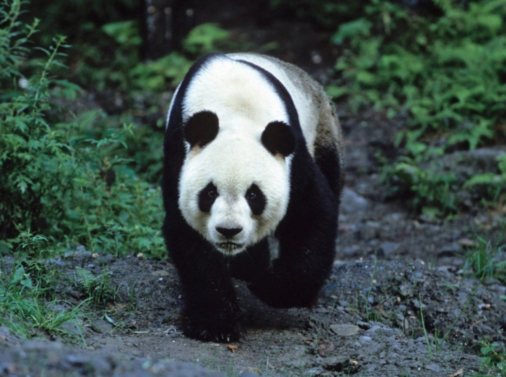 Giant Panda