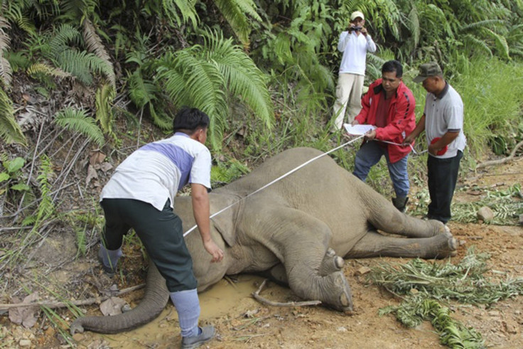 Borneo Pygmy Elephant