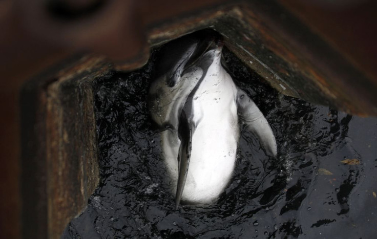 Dolphin Stranded In Gowanus