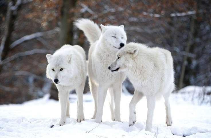 Meet “The Wolf Man”: German Researcher Werner Freund 