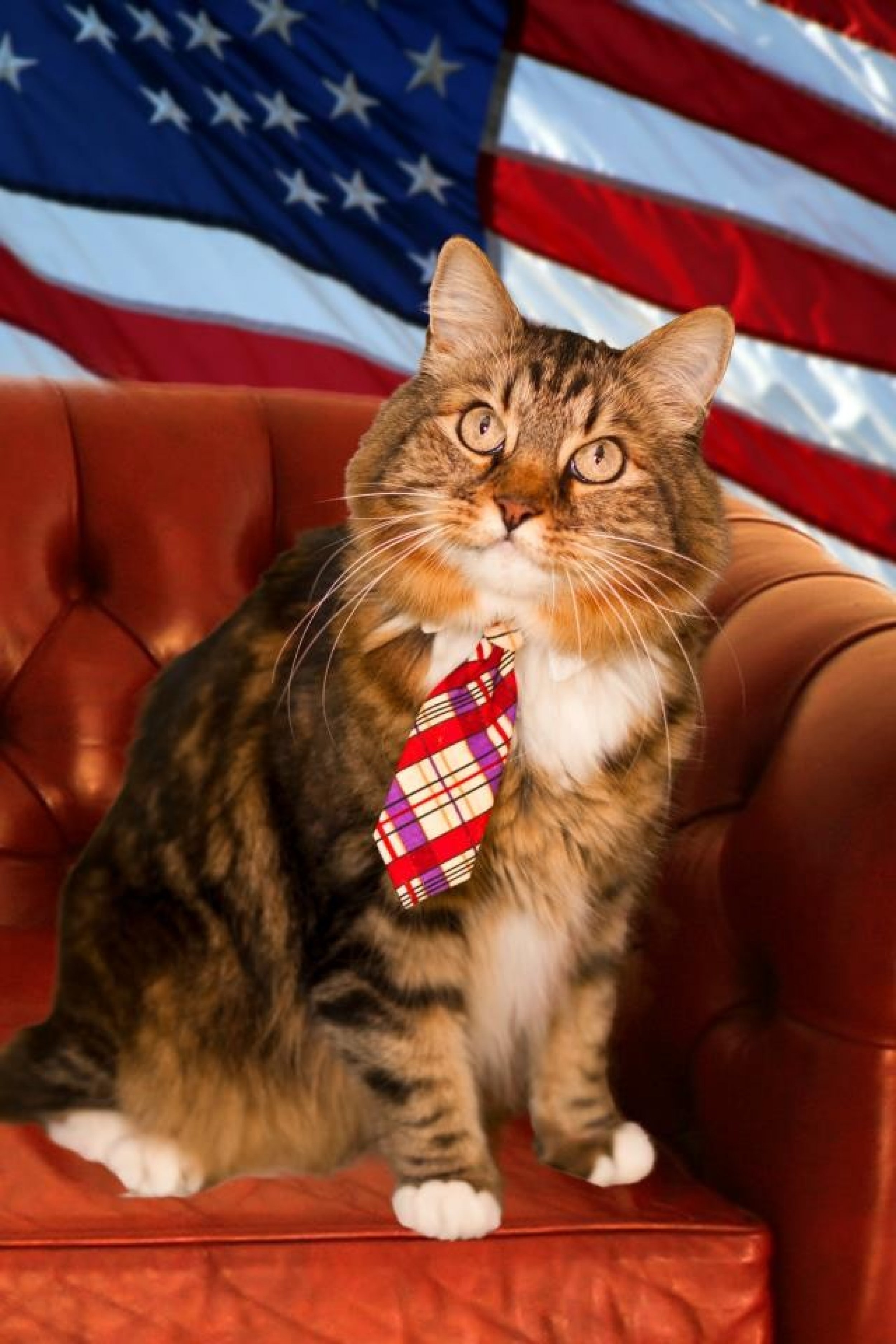 Hank The Cat The Cutest Virginia Senate Candidate Ever