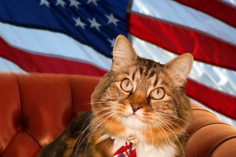 Hank The Cat: The Cutest Virginia Senate Candidate Ever