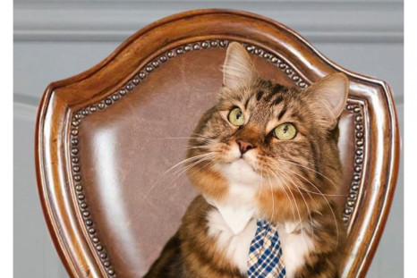 Hank The Cat: The Cutest Virginia Senate Candidate Ever