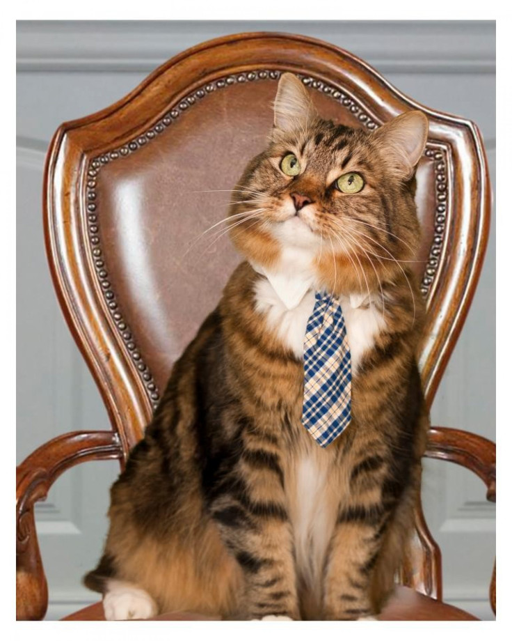 Hank The Cat: The Cutest Virginia Senate Candidate Ever