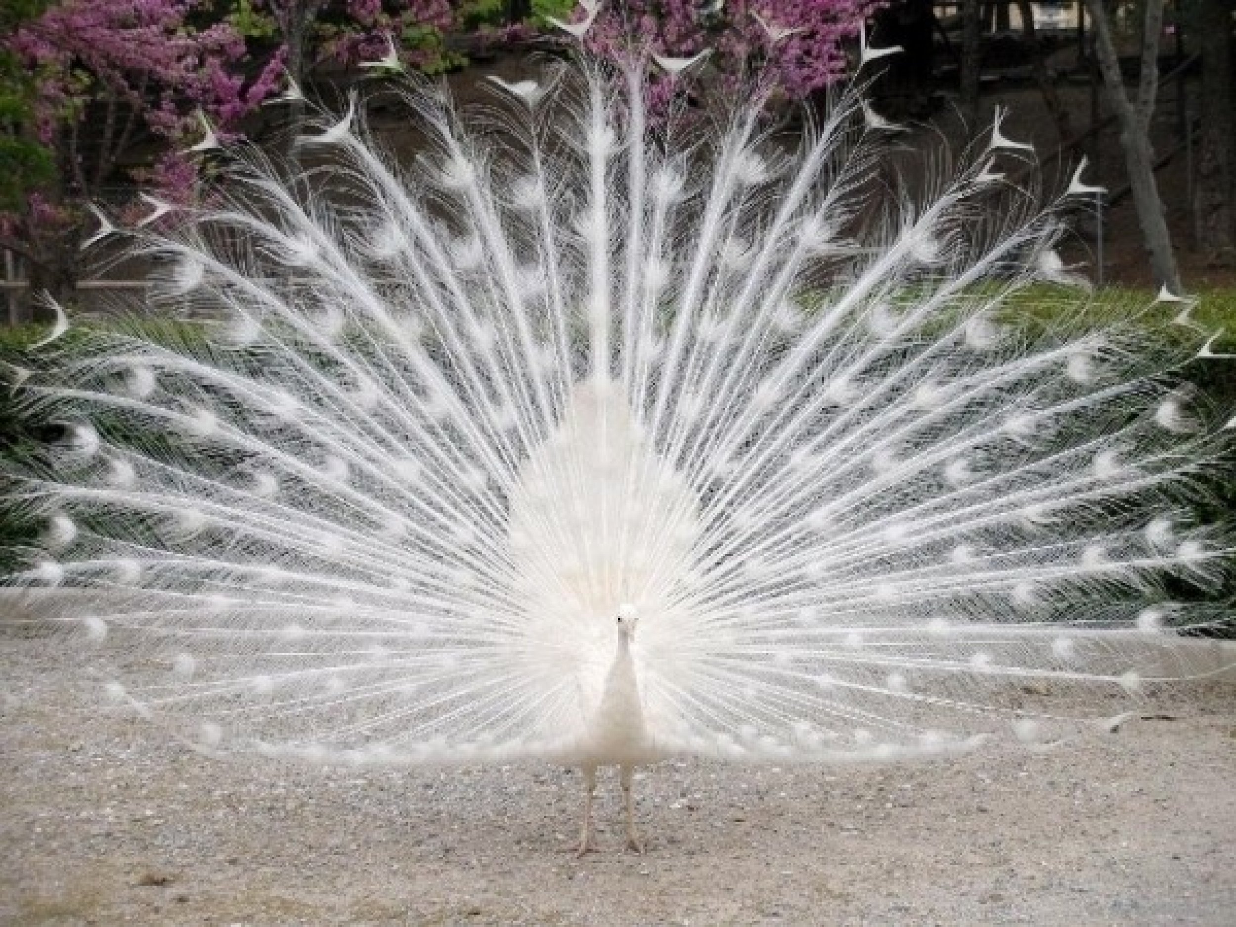 White Peacock