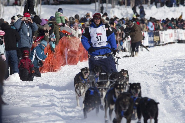 A maximum of 16 dogs are allowed per sled team