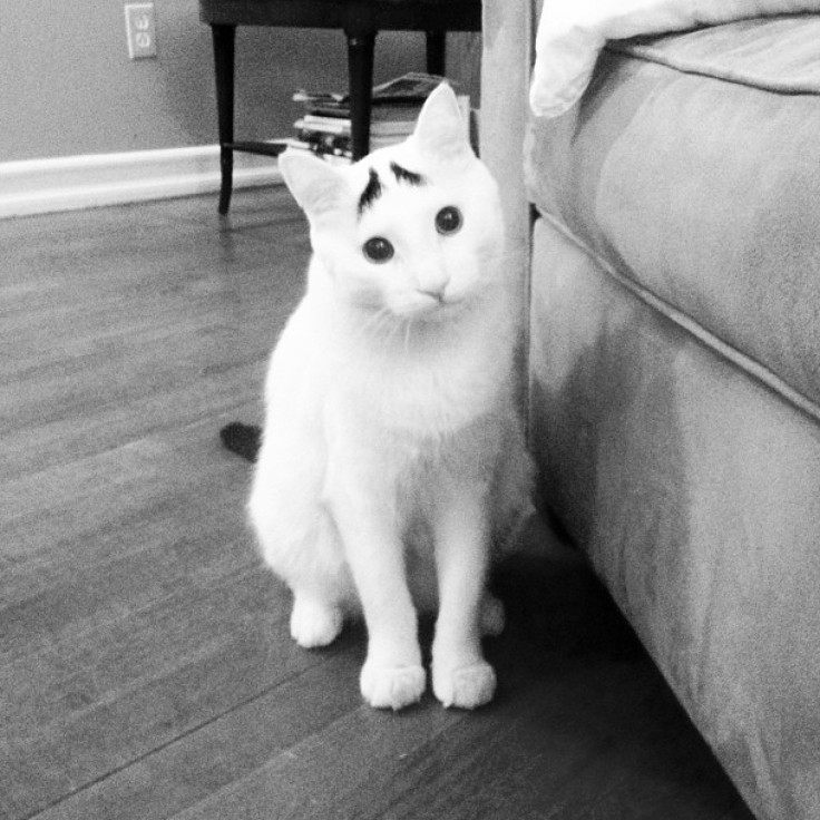 Cat With Eyebrows