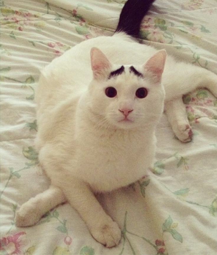 Cat With Eyebrows