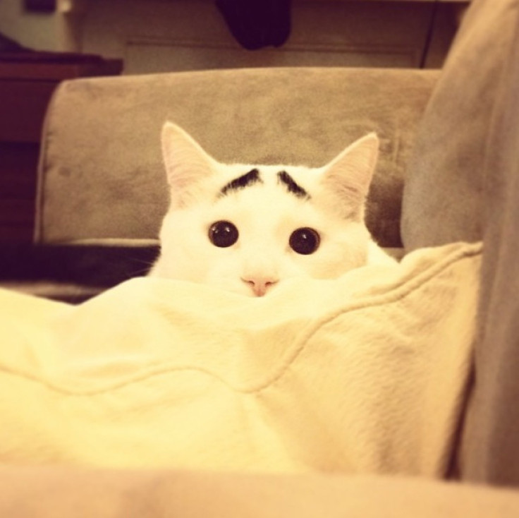 Cat With Eyebrows