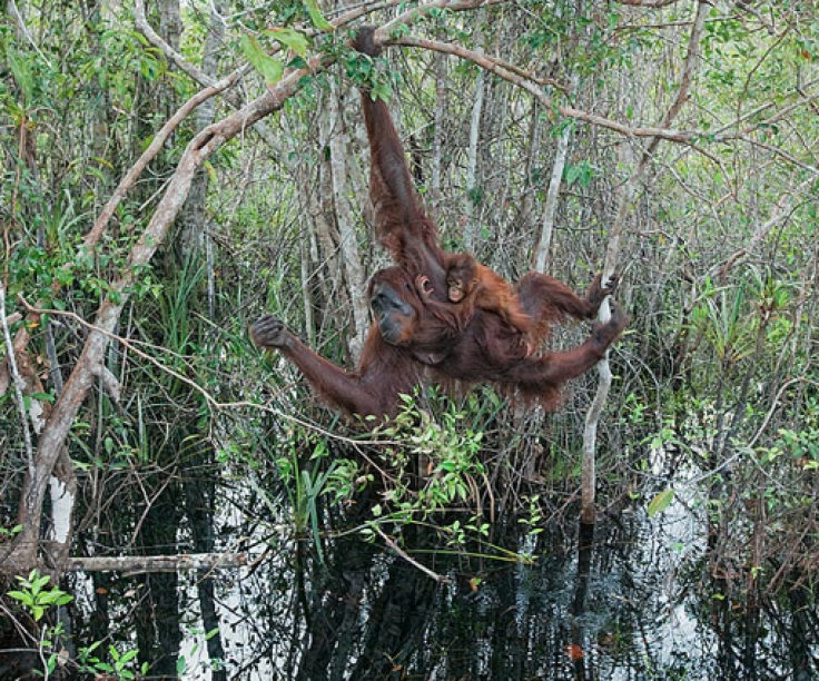 Orangutan in Indonesia