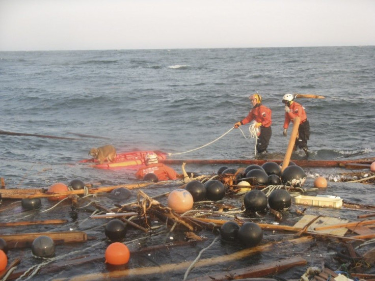 Japan Coast Guard members try to rescue a dog believed to have survived the massive tsunami of March 11 and also three weeks at sea, off Kesennuma