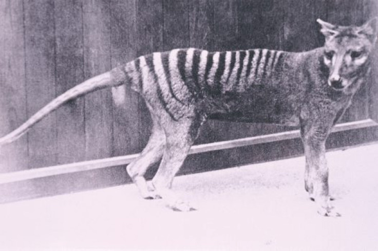 Thylacine