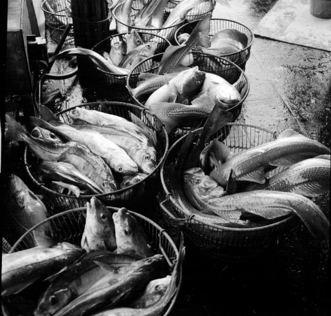 Baskets of cod and haddock