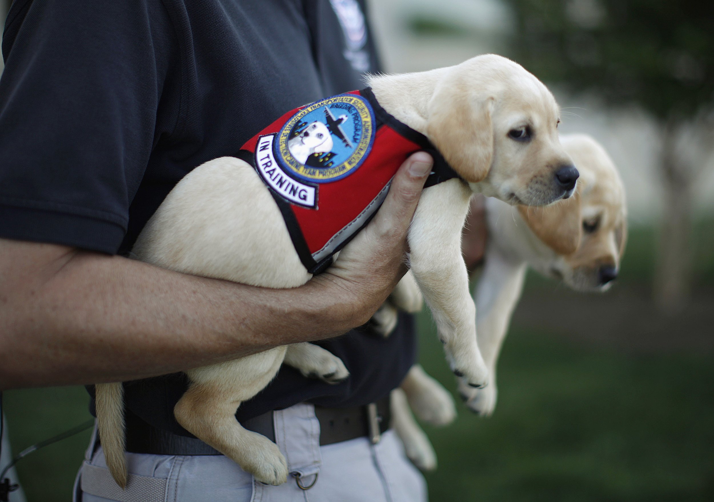 Why TSA’s Canine Unit Is In The Doghouse IBTimes