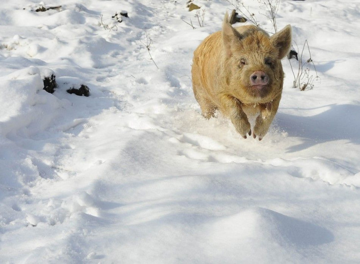 Bramble, a Tamworth pig, runs in snow at Sinnington, northern England