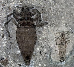 Giant Flea