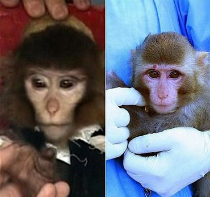 Iranian Space Monkeys