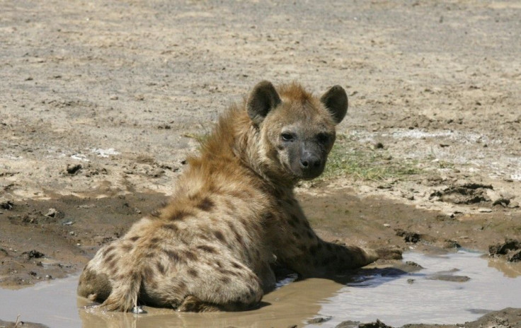 Spotted Hyena