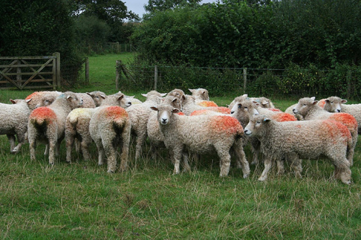 Sheep farm in Wales