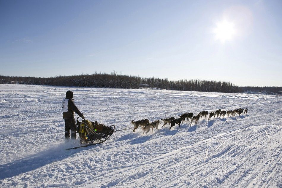 Sass of Fairbanks, Alaska, takes his team towards Nome at the official re-start of the 40th Iditarod Trail Sled Dog Race in Willow