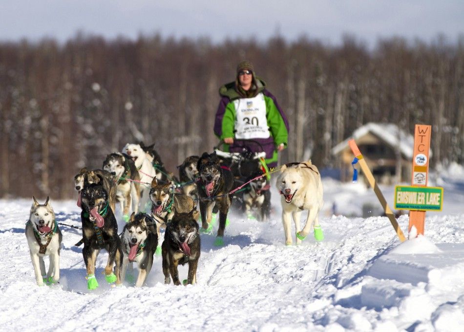 Kinzer of Willow and his team head to Nome during the 40th Iditarod Trail Sled Dog Race in Willow