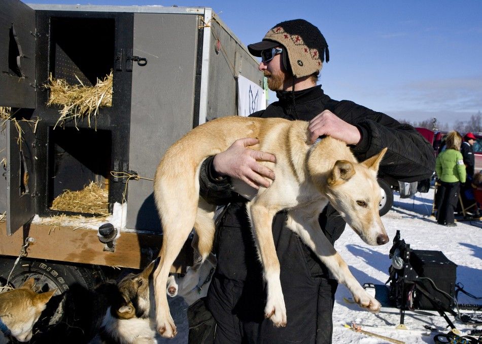 Home town favorite Savidis removes Josephine from her kennel to prepare her for the official re-start of the 40th Iditarod Trail Sled Dog Race in Willow
