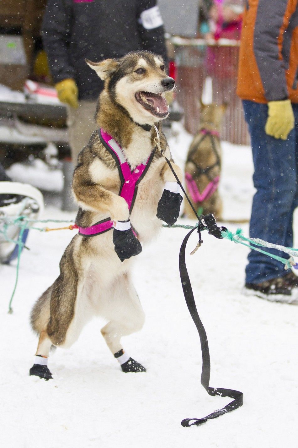 One of Zoya DeNures sled dogs stands on its hind legs ahead of the ceremonial start of the 40th Iditarod Trail Sled Dog Race in downtown Anchorage