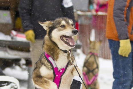 One of Zoya DeNure's sled dogs stands on its hind legs ahead of the ceremonial start of the 40th Iditarod Trail Sled Dog Race in downtown Anchorage
