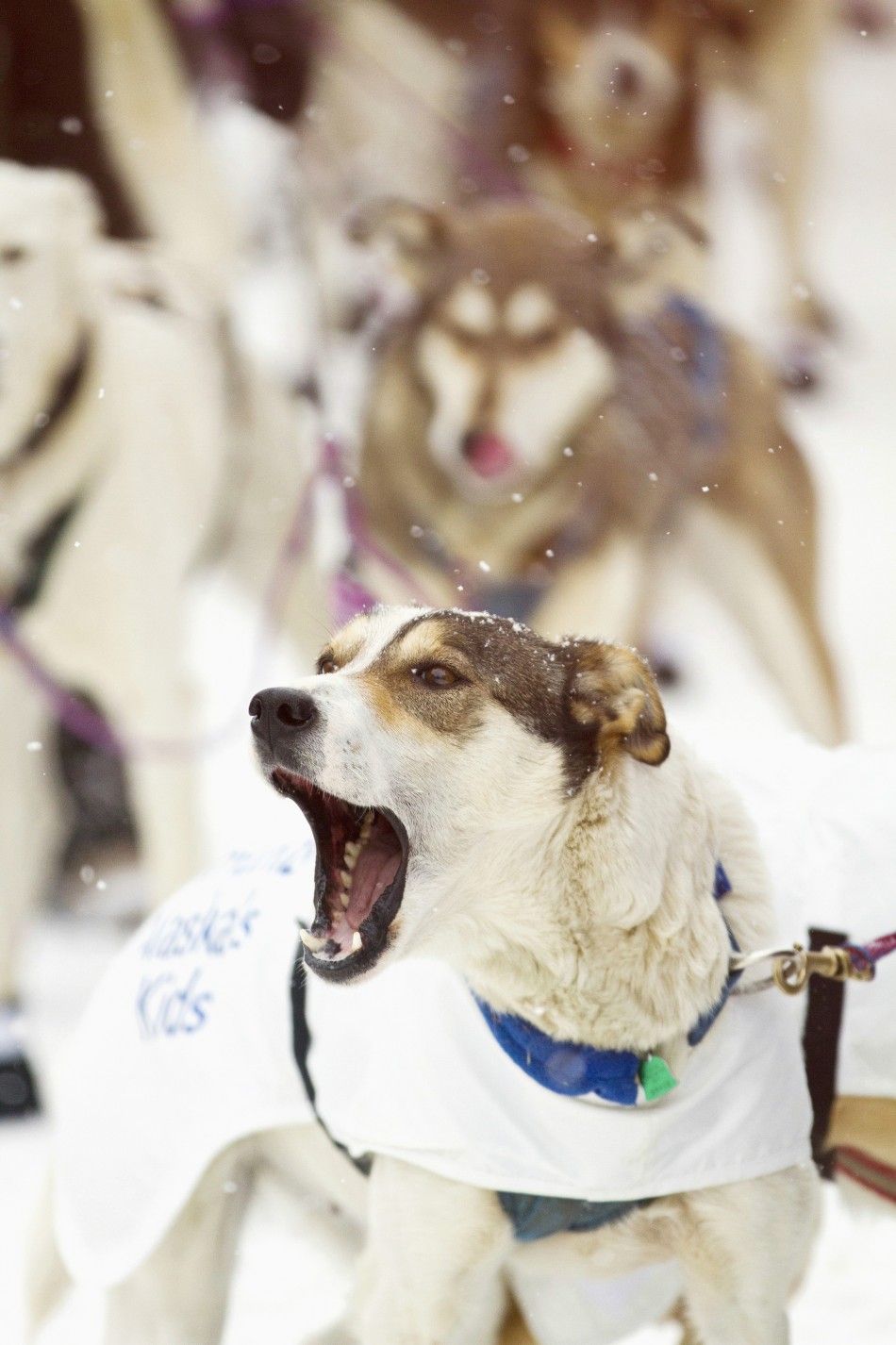 A dog barks during the ceremonial start of the 40th Iditarod Trail Sled Dog Race in downtown Anchorage