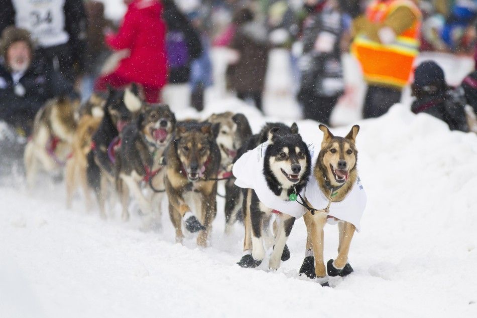 Dallas Seaveys team, from Willow, Alaska, races down the 4th Avenue during the ceremonial start of the 40th Iditarod Trail Sled Dog Race in downtown Anchorage