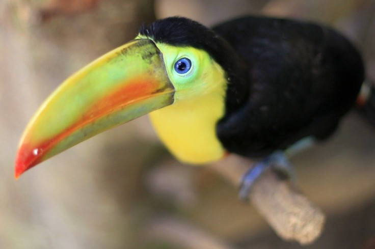 Climate Change Could Cause 900 Tropical Bird Species to go Extinct