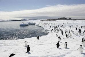 Adelie penguins walk on the ice at Cape Denison in Antarctica, in this December 12, 2009 file photo. Seeds and plants accidentally brought to the pristine frozen continent of Antarctica by tourists and scientists may introduce alien plant species which co