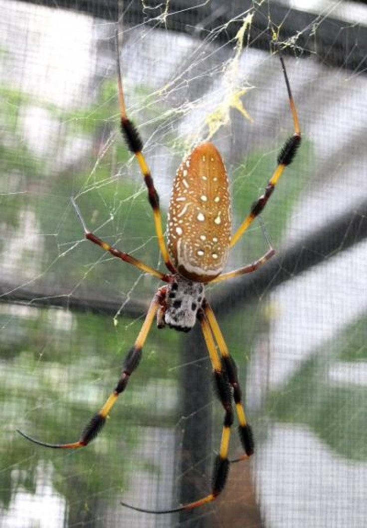 Golden Silk Orbweaver