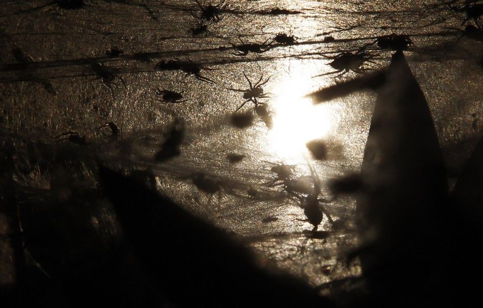 Spiders Spin Webs Across Eastern Australia to Escape Flood Waters