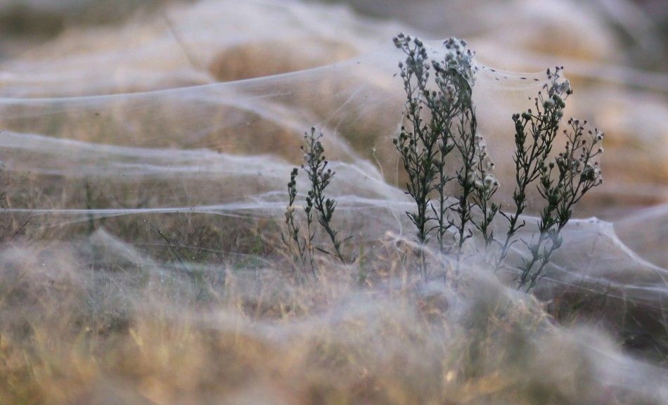 Spiders Spin Webs Across Eastern Australia to Escape Flood Waters