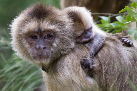 Capuchin Monkeys 