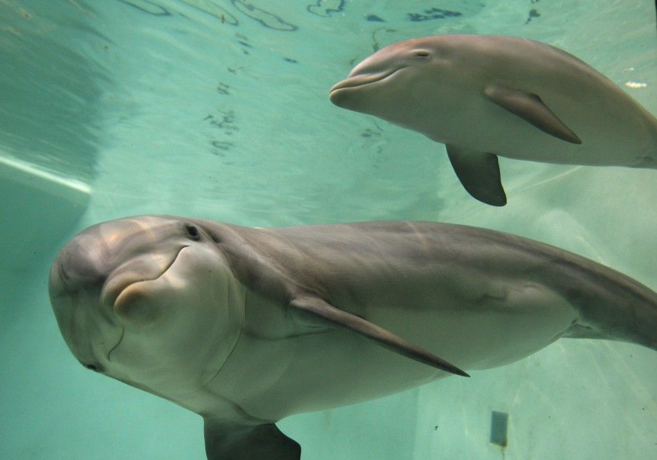 Patna to Become Asias First Dolphin Research Centre   