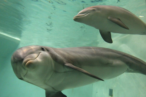 Patna to Become Asia’s First Dolphin Research Centre   
