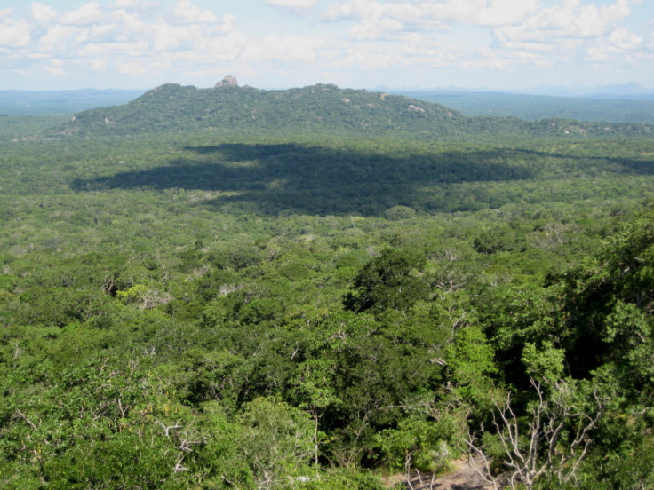 Mozambique Forest