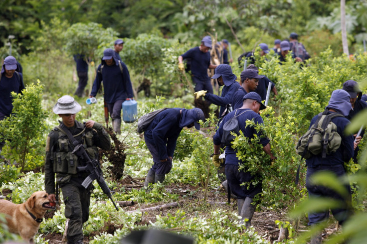 Colombia Coca Plants