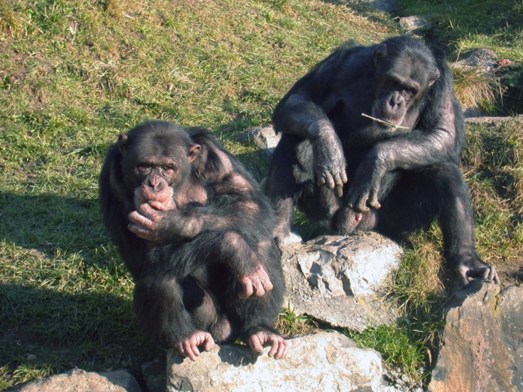 Chimpanzees Also Have Police